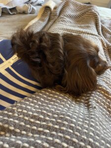 stem cell therapy for dogs - Envy resting comfortably after veterinary surgery