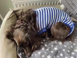 Envy recovering at home after stem cell therapy procedure