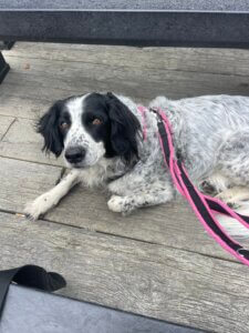 dog relaxing calmly in a cafe on holiday
