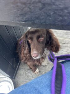 Calm dog in public spaces lying quietly beside its owner at an outdoor café.