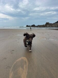dog recalling on the beach