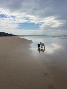 dogs walking along the beach