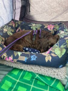 dog settling calmly at the campsite