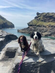 dogs having a walk through a harbour in Cornwall 