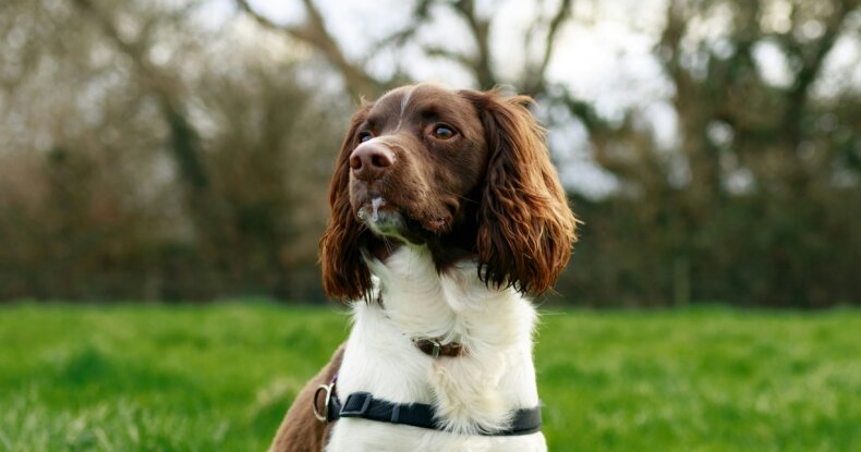 Dog paying attention on walks during engagement training
