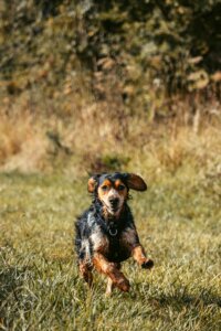 How to get your dog to pay attention on walks using engagement games