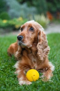 Dog engagement training in a low distraction environment