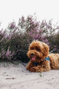 Dog and owner building connection on a real life walk