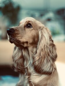 Spaniel paying attention to owner outdoors during training walk