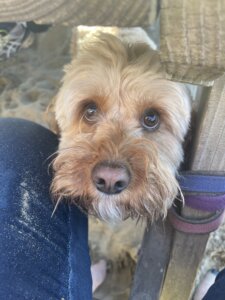 Calm dog in public spaces sitting under an table in a pub and watching the sea on a summer day.