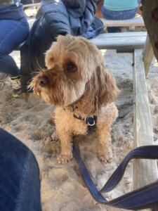 Eric demonstrating the skills needed for a calm dog in public spaces while relaxing and watching the world go by.