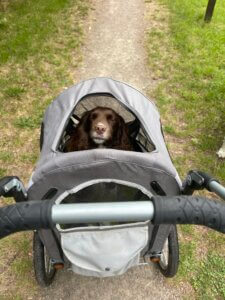 Envy travelling in a dog buggy during her recovery from stem cell therapy for hip dysplasia.