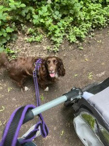Envy enjoying a short lead walk alongside her buggy during her gradual return to exercise after stem cell therapy.