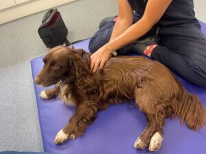 Envy receiving physiotherapy and red light therapy to support her recovery from hip dysplasia and stem cell treatment.