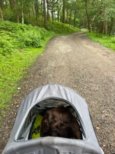 Envy settled calmly in her dog buggy while enjoying a day out during her stem cell recovery journey.