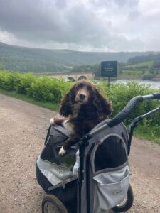 Envy enjoying a short lead walk alongside her buggy during her gradual return to exercise after stem cell therapy.