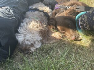 dogs settled on a rest stop on a walk