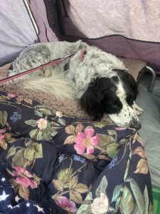 Dog settled camping in a tent