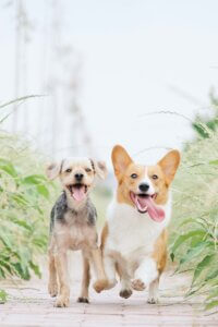 recall training practise to keep it all consistent in your dog training