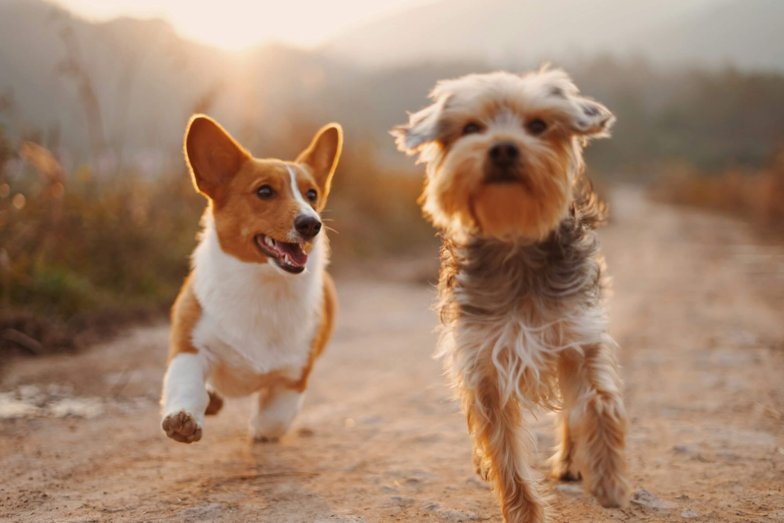working on recall with your dog daily