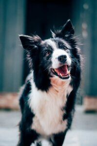 border collie with great focus on his owner