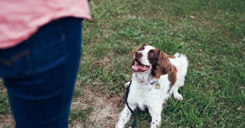 Dog training consistency through short daily training sessions with your dog
