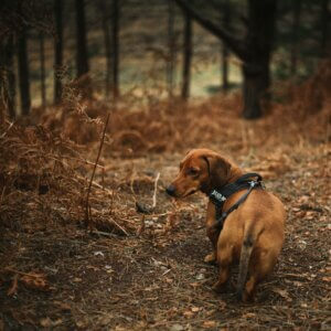 Dachshund wearing a harness using its nose to investigate scent in woodland during a Track and Trail training session