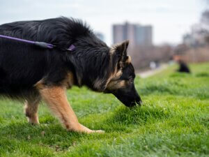 German Shepherd following a scent trail on a long line during a Track and Trail training session