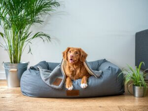Dog training consistency through teaching a send to bed