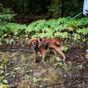 Cavalier King Charles Spaniel wearing a tracking harness and long line during a Track and Trail training session in woodland