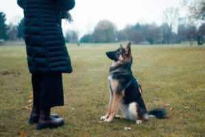 Dog training consistency through working in different environments like a park