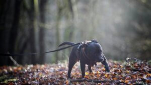 Dog following a scent trail through woodland on a long line during a tracking session