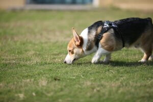 Dog using its nose to track a scent during a Track and Trail dog training session with Carrie’s Canines & Friends in Coventry.