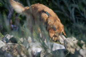 Dog using its nose to follow a scent trail during a Track and Trail training session in a natural outdoor environment