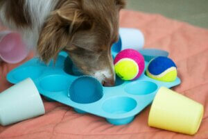 Dog playing a muffin tin enrichment game as one of several scent games for dogs to provide mental stimulation.