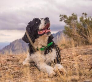 collie enjoying the outdoors after scent work for dogs, showing how sniffing and tracking provide valuable mental enrichment beyond a regular walk.