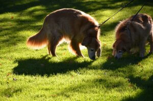 Two dogs sniffing the ground on a walk, using their natural sense of smell to explore their environment.
