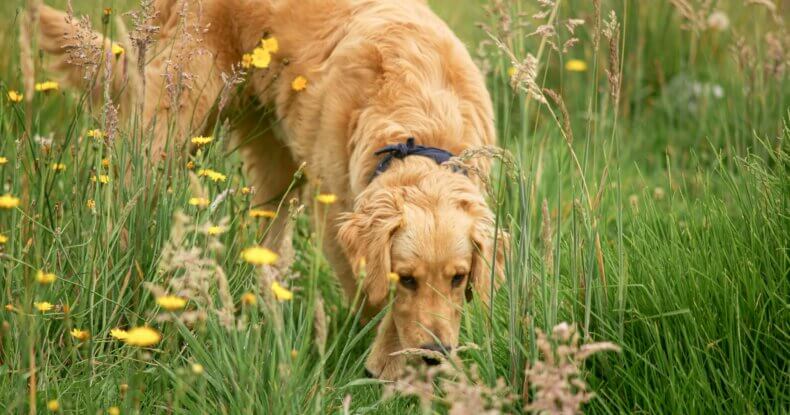 Golden Retriever sniffing through long grass during a scent games for dogs activity, demonstrating natural scent work and mental enrichment.