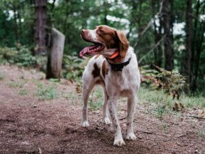 Spaniel standing calmly in woodland after scent work, illustrating how tracking gives reactive dogs a positive focus and builds confidence in the environment.