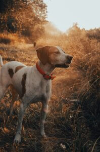 Dog standing calmly in long grass after exploring with its nose, showing how scent work satisfies natural instincts and provides rewarding mental enrichment.