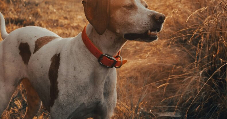 Dog scent work during a Track & Trail training session