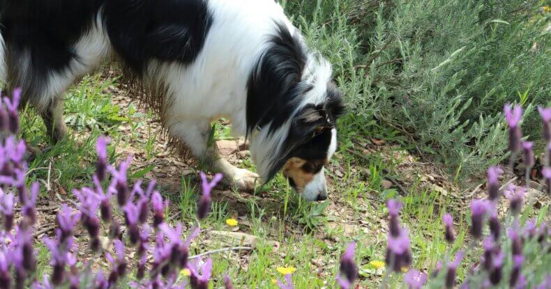 Dog using its nose during scent work for dogs, showing how sniffing and tracking provide mental stimulation beyond a regular walk.
