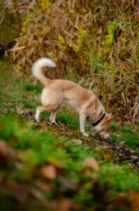 Corgi using its nose during a dog scent work exercise for mental enrichment