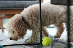 Dog searching for a hidden toy under furniture in one of many scent games for dogs that build confidence and mental enrichment.
