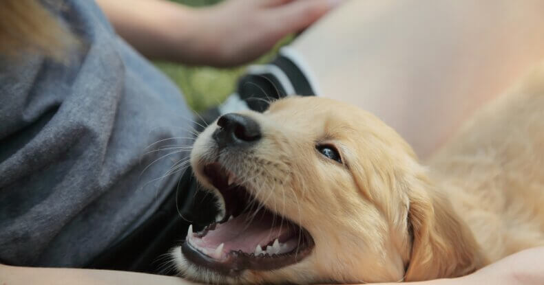 Young puppy mouthing a person’s hand during normal puppy biting behaviour.