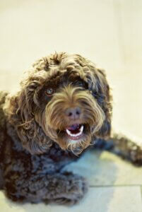 Young Cockapoo puppy resting with its mouth open, showing a calmer moment between periods of puppy biting and over-arousal.