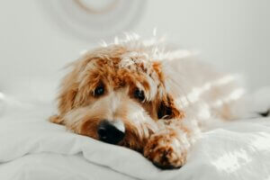 Puppy wont settle in the evening? Here is a Curly-coated puppy resting on a bed, showing a quiet moment as part of learning to settle and switch off.