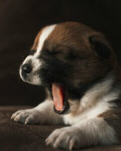 Sleepy puppy yawning, showing a common sign that a young puppy may be tired and ready for a nap.