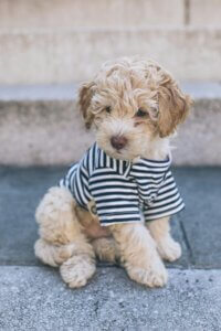 Curly-coated puppy sitting quietly in a striped jumper during a calm indoor moment.