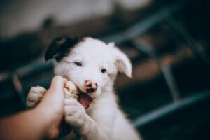 Young puppy biting a persons hand, showing why a puppy may bite more when tired or overstimulated